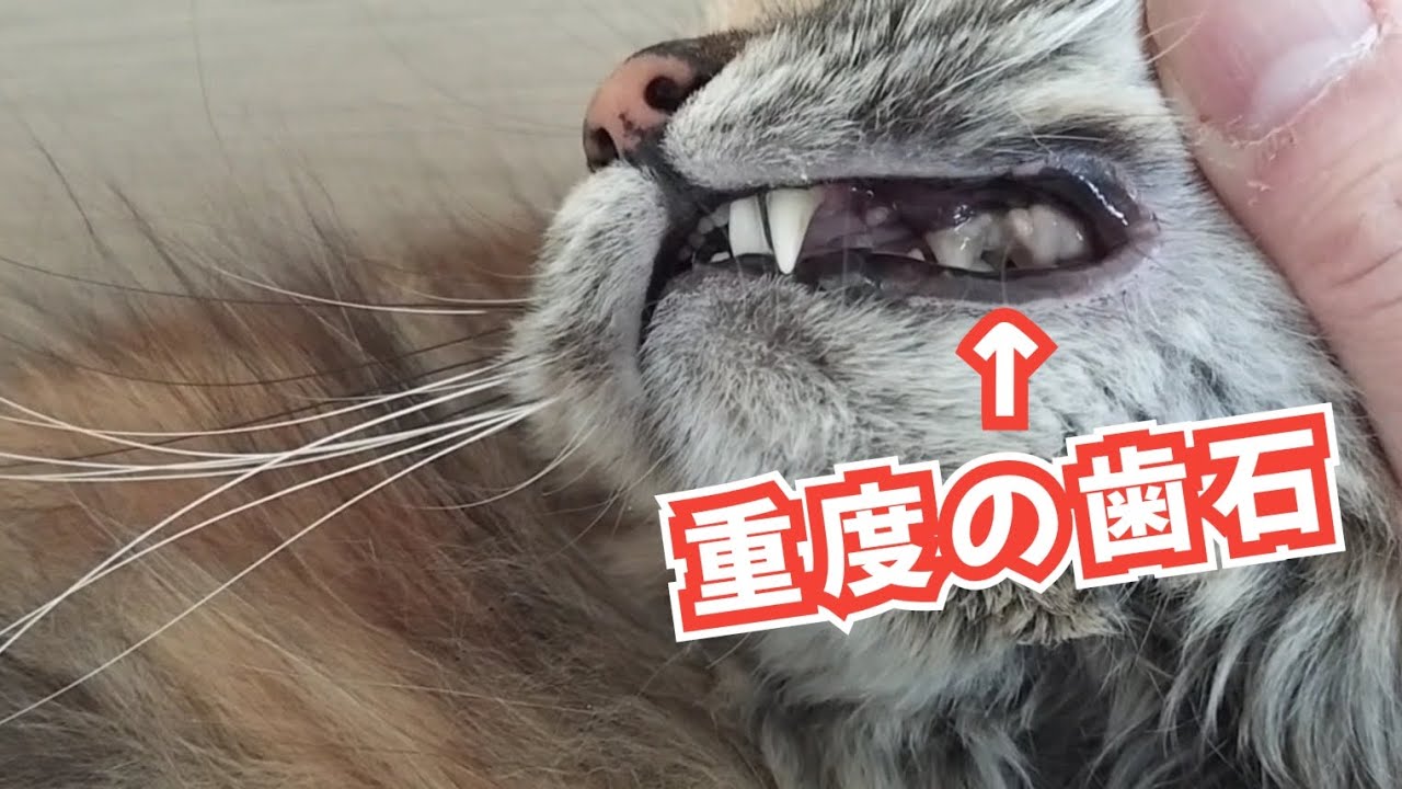 猫ちゃんの歯石除去