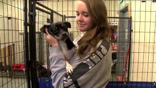 Shelters relieve stressed students with furry friends