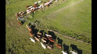 Banyula's rotational grazing efforts in action.