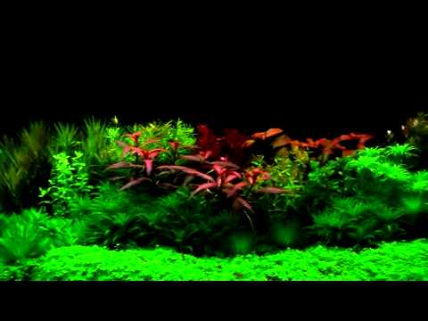 super planted tank youtube