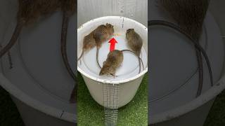 Best Mouse Trap Idea/Creative Mouse At Home #Mousetrap #Mousetrap2022 #Rattrap #Rat