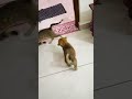 🫂🧿#cat #viralvideo #funny #cutecat #shorts