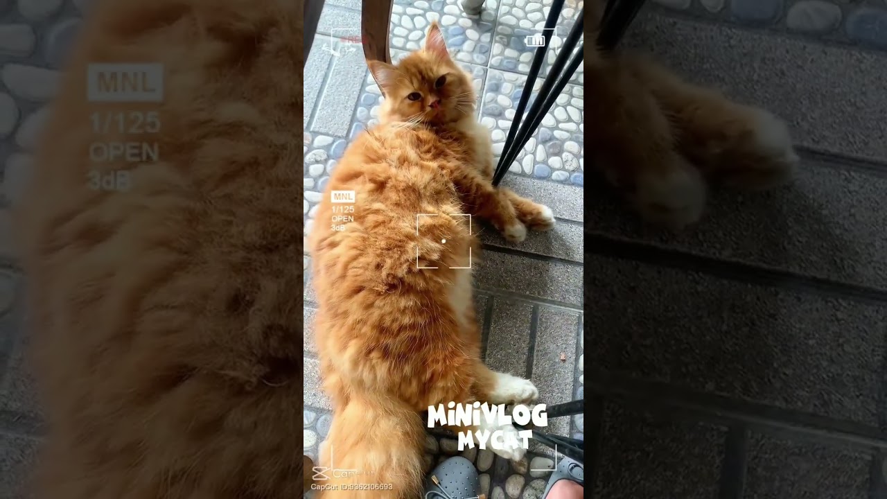 যেইখানে হাসি দিলে বিপদে পরমু😁😁 #funny #catvideos #shortsvideo #cat #foryou #tranding #cute #catcat