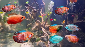 Cá sặc lửa , cá mun đỏ , cá táo , cá thần tiên , cá bảy màu , cá beta , các loại cá cảnh đẹp