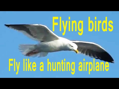 Flying birds in the blue sky/flying birds sound effect/flying birds video/flying birds for cats