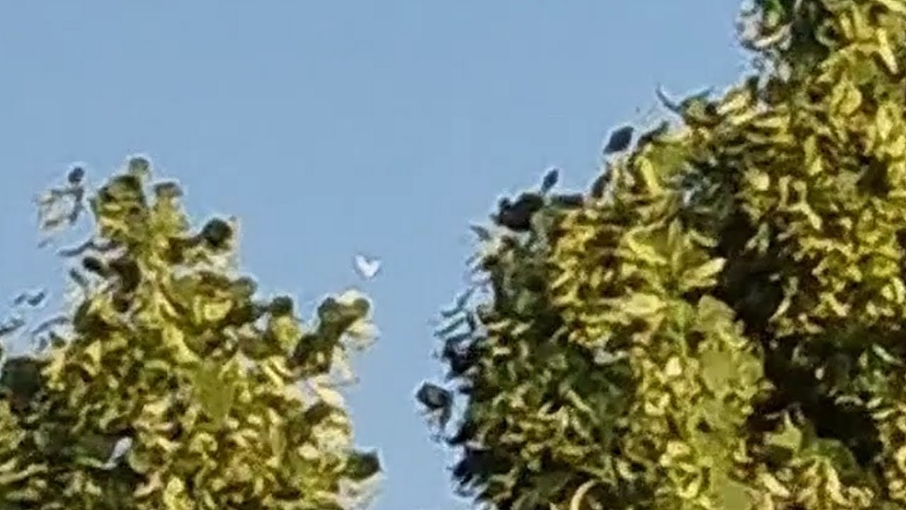 A white flying object with an unusual shape and no noise crossed the sky. Mantes la Jolie, France.