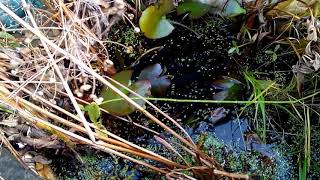 Промерзание нимфей 1 (водяной ослик, Asellus aquaticus) пресноводные ракообразные