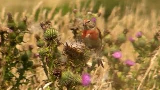 Linnet On A Thistle - Linnets - Canto Del Pardillo