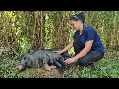 FULL VIDEO: 200 Days Build Life In Farm - Gardening, Animal Care | Lý Thị Ca