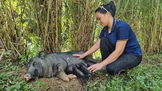 FULL VIDEO: 200 Days Build Life In Farm - Gardening, Animal Care | Lý Thị Ca