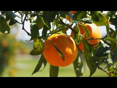 اسوام المدلينة بين 800م و 1200م من عنا وتباع أضعاف في الأسواق سوق بير القصعة غير قادر على الاستيعاب