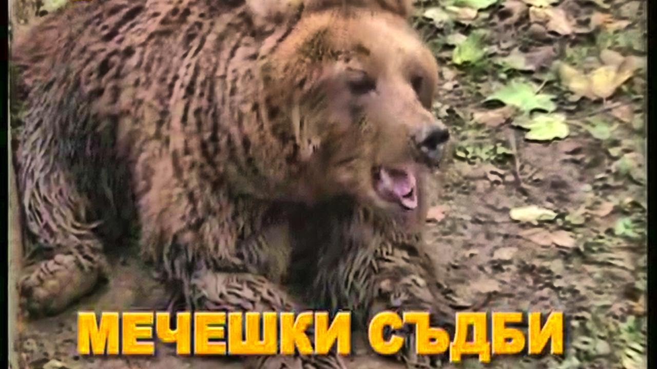 Mecheshki Sdbi 2008 Prikazka Za Baba Meca Dokumentalen Film Za Mechkite Na Blgarski Ezik S Bg Audio Youtube