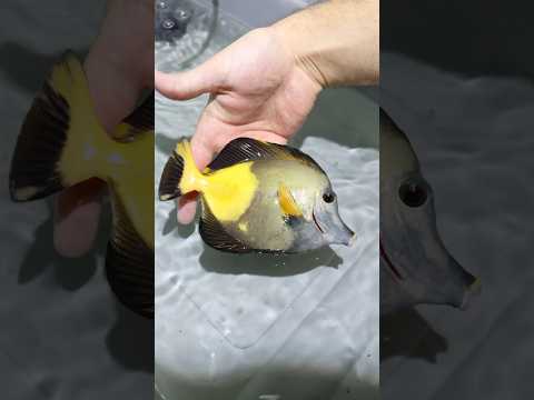 $15,000 Dollar Tang!!! Insane Fish!