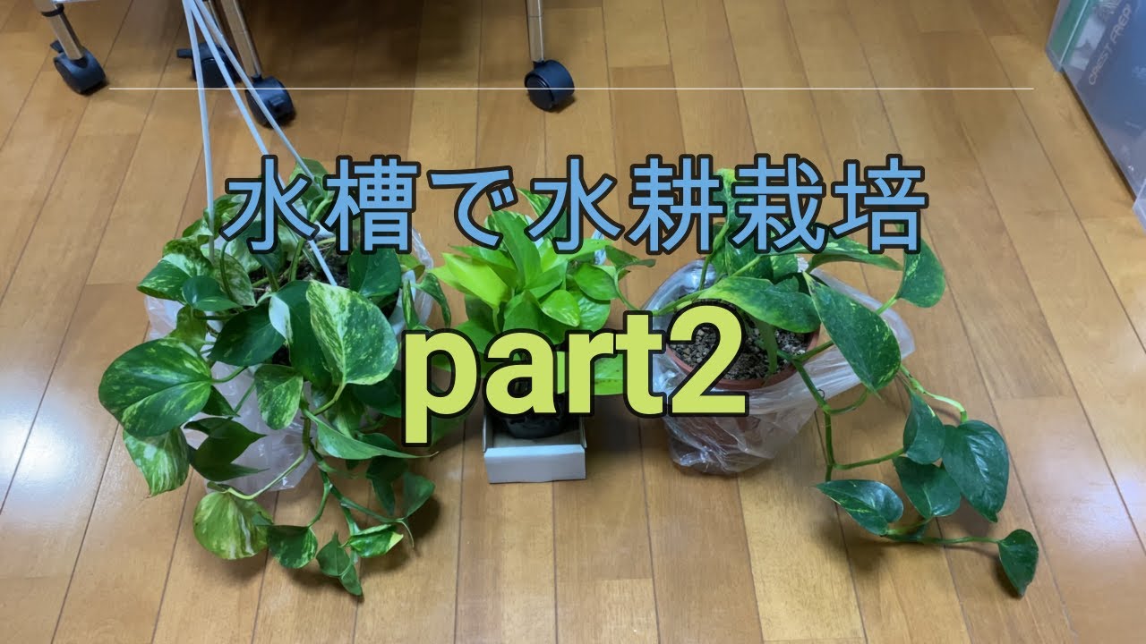 水耕栽培　part2 【アクアリウム 】【熱帯魚】【アクアポニックス】【ハイドロカルチャー】【ポトス】