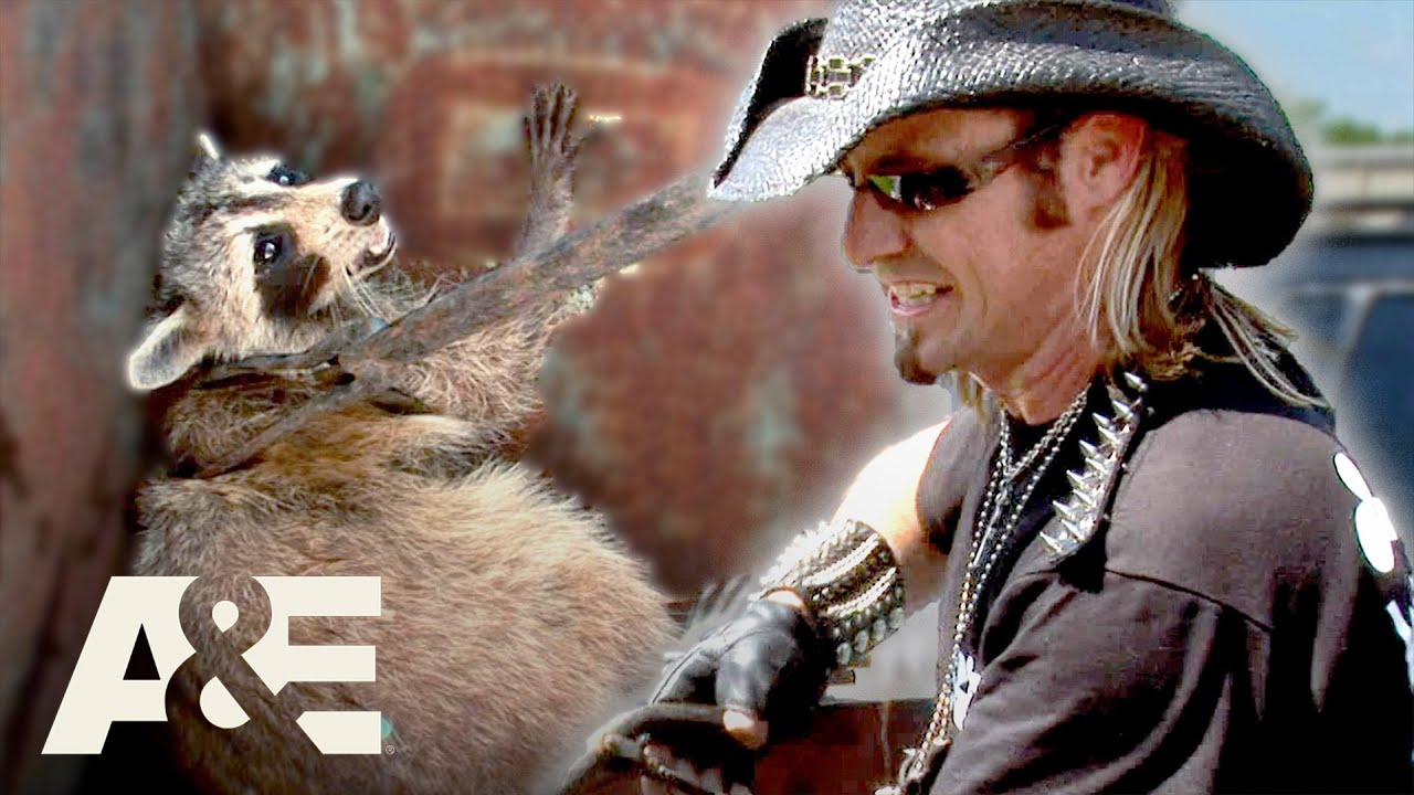 Top 3 CRAZIEST Raccoon Captures (Part 2) | Billy the Exterminator | A&E ...