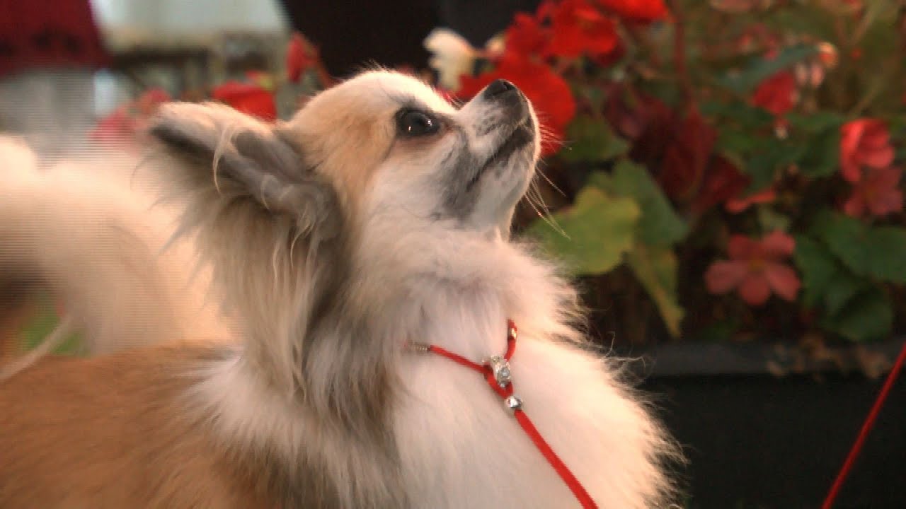 Darlington Dog Show 2015 - Toy Shortlist best in show imdb