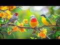 Embrace Serenity Birdsongрџ ЉпёЏрџ ЉпёЏрџ ЉпёЏ Piano For Stress Anxiety Embrace Serenity Birdsongрџ ЉпёЏрџ ЉпёЏрџ ЉпёЏ Piano For Stress Anxiety