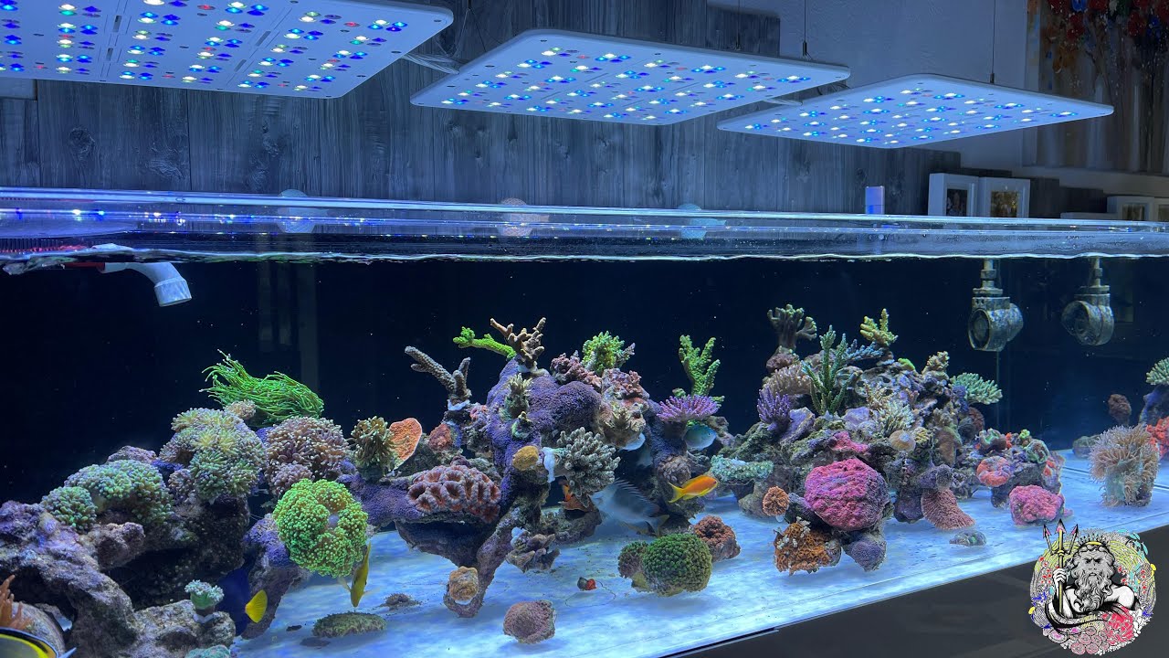 Viper´s Meerwasser Live Aquarium Cleaning YouTube