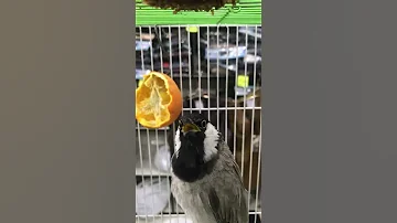 بلبل يقلد نغمه ايفون 