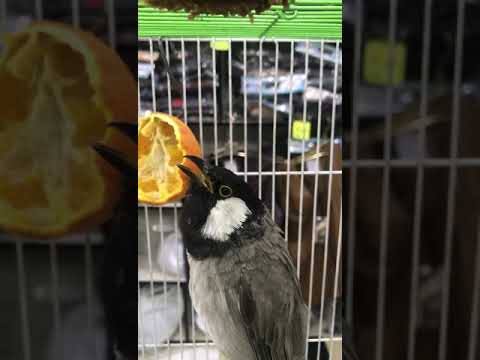 بلبل يقلد نغمه ايفون 