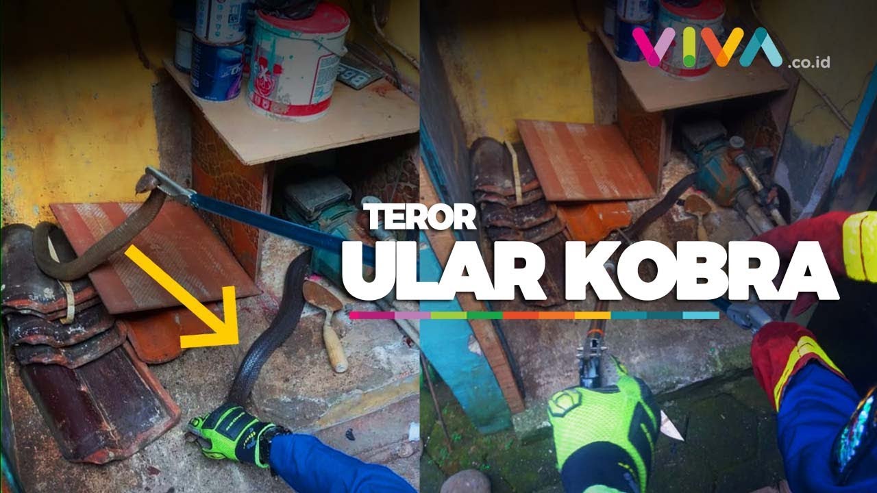 heboh temuan mikroplastik Ular Kobra Teror Pemukiman Warga di Depok