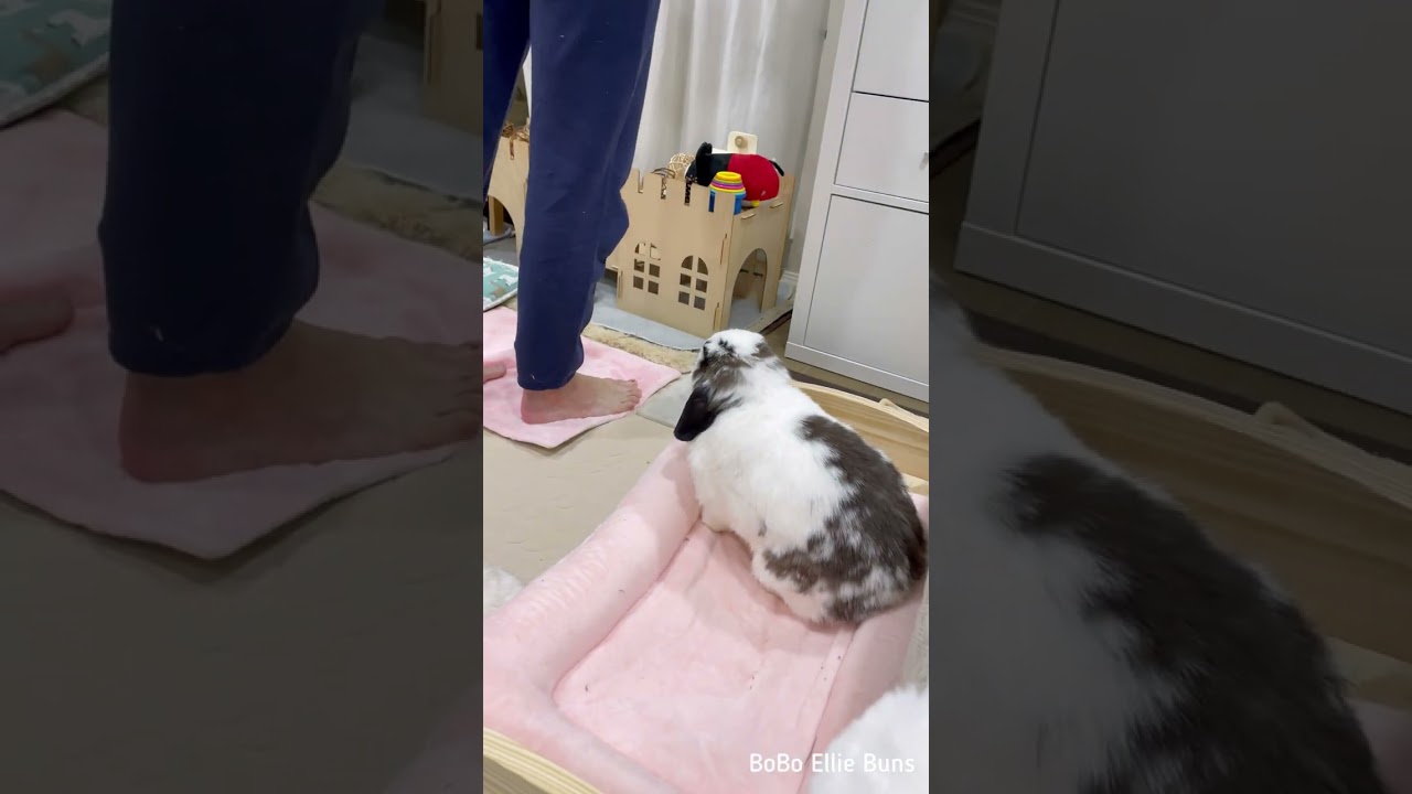 Easy bunny tricks 🐰