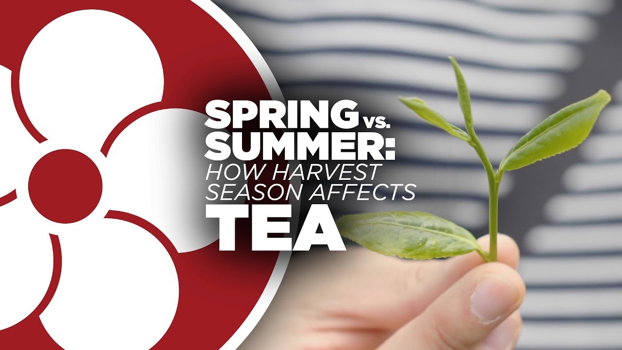 NO MORE BITTER TEA How Harvest Season Affects Tea Quality YouTube
