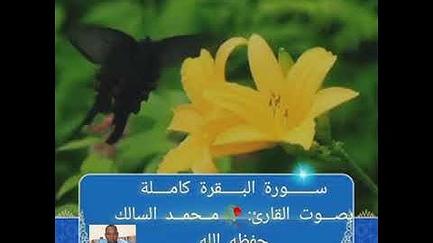 سورة البقرة كاملة 🥀 بصوت القارئ محمد السالك حفظه الله 🥀 تلاوه موريتانيه خاشعة