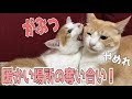 猫に電気毛布を買ってあげたらいきなり縄張り争い勃発？！