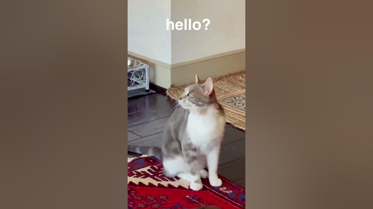 cat-singing-sometimes-i-m-alone-music-by-the-kiffness-youtube