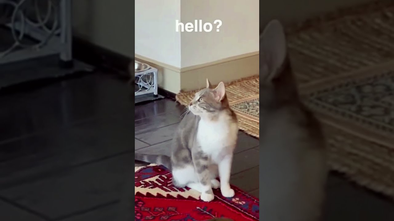 Cat Singing Sometimes I m Alone Music By The Kiffness YouTube Cat Singing Sometimes I m Alone Music By The Kiffness YouTube