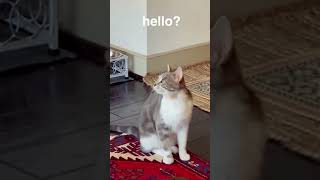 Cat Singing | Sometimes I'm Alone | Music by The Kiffness