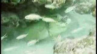 Green Moray eel Vs. Reef Octopus