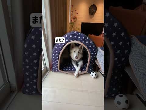 ホワイトシェパードのれお。散歩は「ぽっぽ」って言うみたい。#shorts