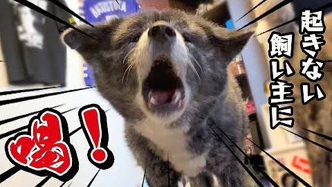 秋田犬 何年ぶり ってくらい熱烈な出迎えをしてくれる秋田犬 実際は１時間 大型犬 Akita Dog Mp3