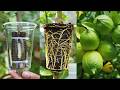 New experiment propagate lemon tree by air layering using a eggplant