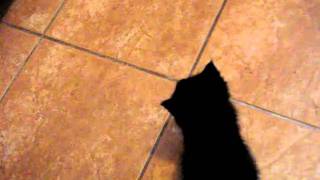 Tinkerbells First Day Home 24 Oct 2009