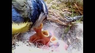 20120604_140000_Side_1_n.avi