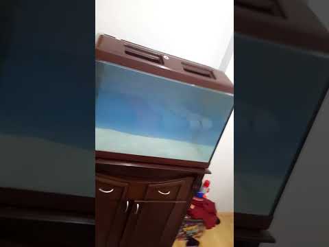 sonunda yeni akvaryum
