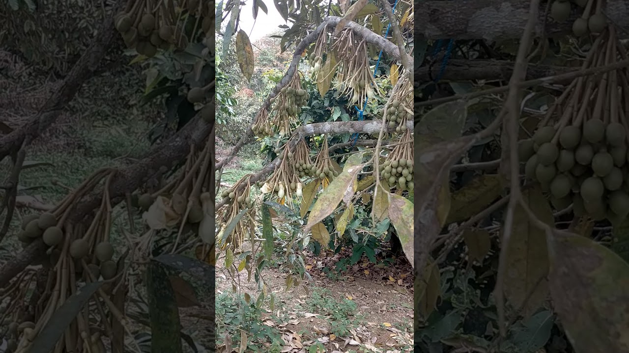 Cara menanam durian 