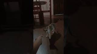 3 mus-CAT-eers!😘 #fajaskali #shorts