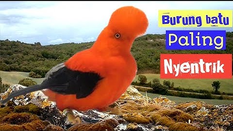 burung andean cock on the rock penjaga hutan tropis ➡️ Rupicola Peruulanus