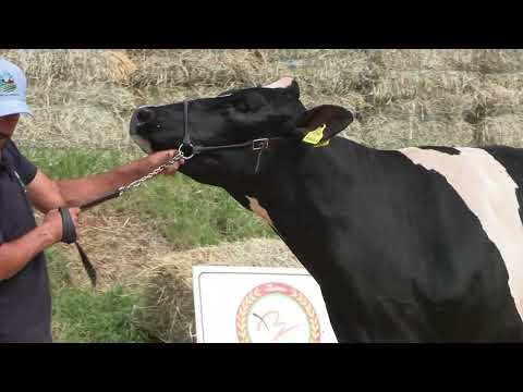 LOTE 26 • 3º LEILÃO RANCHO ALVORADA • HOLANDÊS 100% GENOTIPADO • 1963
