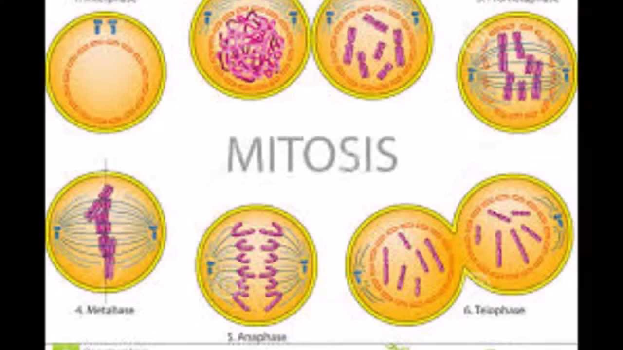 Mitosis   youtube