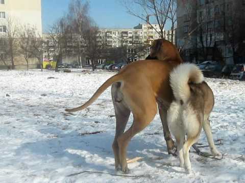 Great Dane and Alaskan Malamute-winter workout!