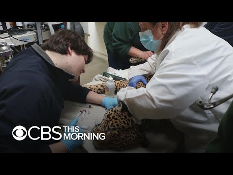 Video: School Of Veterinarians