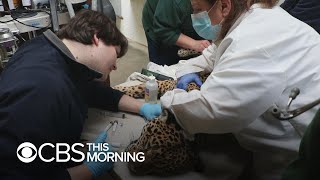Why some Harvard medical students are starting veterinary rotations