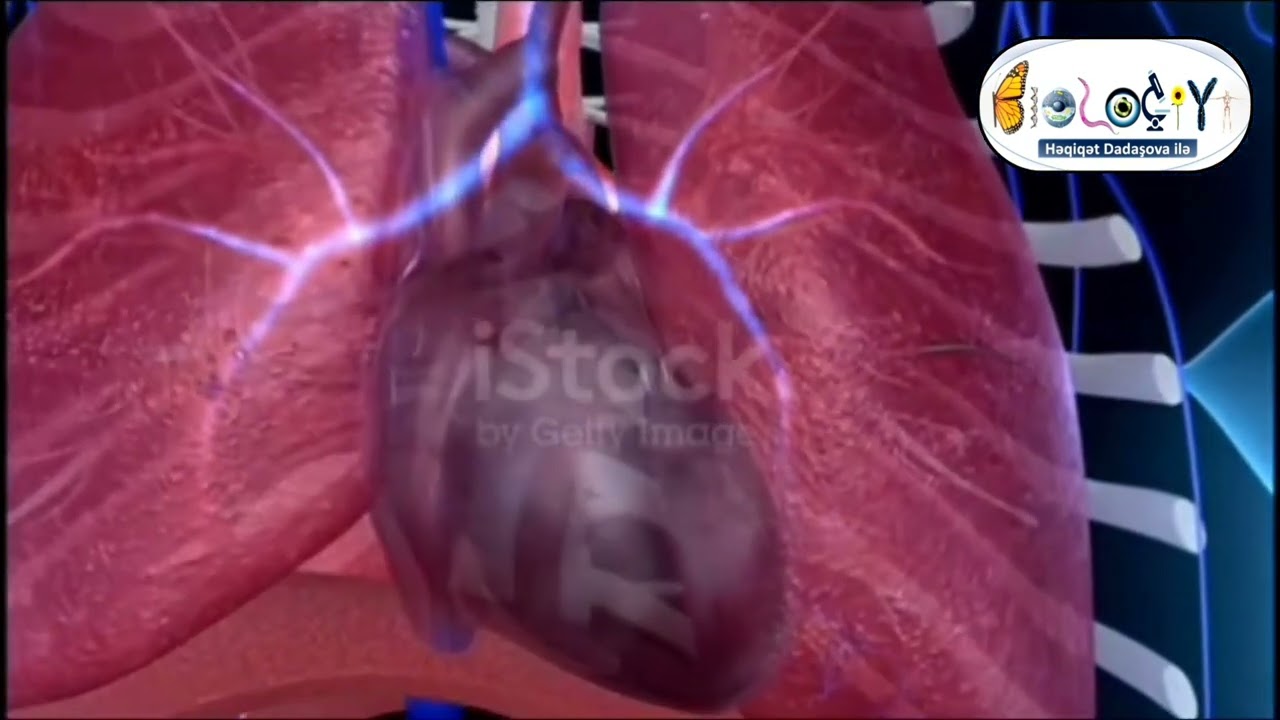 Tənəffüs sistemi. Tənəffüs hərəkətləri. Havanın keçdiyi yol.