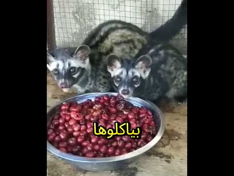 سر أغلى قهوة في العالم بن كوبي لواك ي صنع من براز حيوان معلومات عامه اكسبلور معلومات عامة