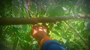 proses pruning ringan pohon belimbing versi saya